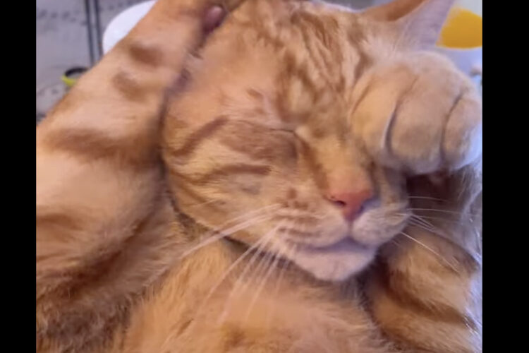 仰向けになって顔をクシクシ。顔を洗おうとする猫ですが・・、この子は毛づくろいや顔を洗うのが苦手みたい【アメリカ・動画】