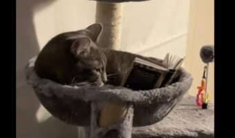 家族で読書タイム?読書中の撮影者さんに旦那さん・・。それに猫も本を読んでいますよ!!【アメリカ・動画】