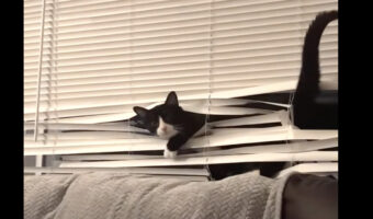 ブラインドの中を泳ぐようにのぼってしまった猫。外が見たくて仕方なかったみたい！！【アメリカ・動画】