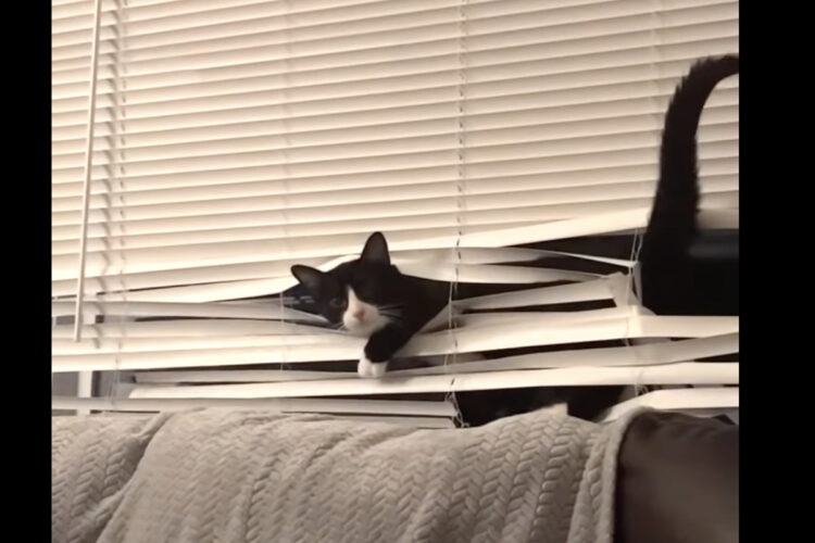 ブラインドの中を泳ぐようにのぼってしまった猫。外が見たくて仕方なかったみたい！！【アメリカ・動画】