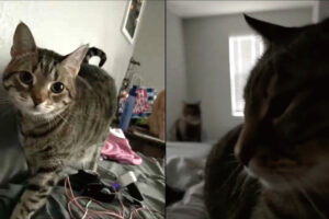 じっと見つめてごはんのおねだり？朝起きたら愛猫たちに取り囲まれじっと見つめられていました【アメリカ・動画】