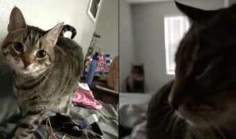 じっと見つめてごはんのおねだり?朝起きたら愛猫たちに取り囲まれじっと見つめられていました【アメリカ・動画】