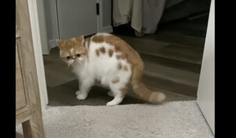 「やんのかステップ」で姿を見せた子猫。威嚇のポーズとされますが・・、どうやら遊んでと圧をかけているようです