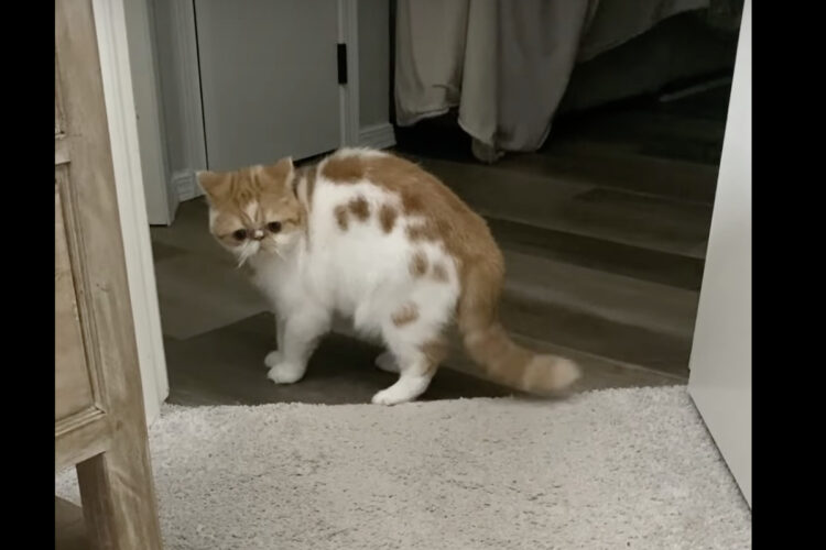 「やんのかステップ」で姿を見せた子猫。威嚇のポーズとされますが・・、どうやら遊んでと圧をかけているようです