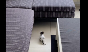 ソファの上に行きたい猫の赤ちゃん。まだまだ無理かと思いきや、『まさかの方法』でのぼってみせました！！