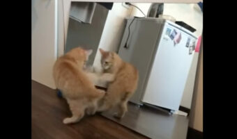 床に置かれた鏡に写った自分の姿が気になった子猫。「あの猫はどこ?」と鏡の裏を探ろうとしたところ・・