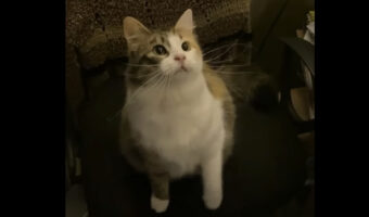 オモチャにすっかり気を取られていた猫にまさかのハプニング!予想外の事態にビックリしています【海外・動画】