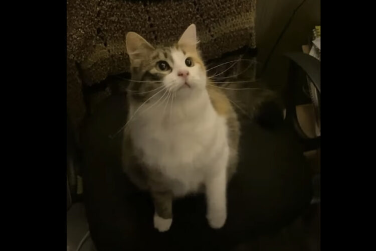 オモチャにすっかり気を取られていた猫にまさかのハプニング！予想外の事態にビックリしています【海外・動画】