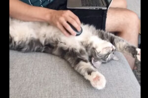 世界で一番可愛いマウスパッド！？マウスを体にあてられ、気持ちよさそうに至福のひとときを過ごす愛猫が可愛い！