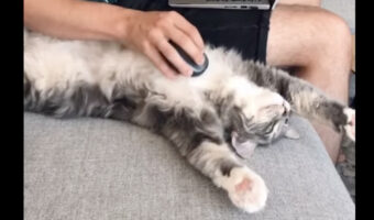 世界で一番可愛いマウスパッド!?マウスを体にあてられ、気持ちよさそうに至福のひとときを過ごす愛猫が可愛い!