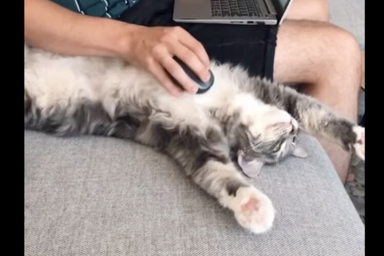 世界で一番可愛いマウスパッド！？マウスを体にあてられ、気持ちよさそうに至福のひとときを過ごす愛猫が可愛い！