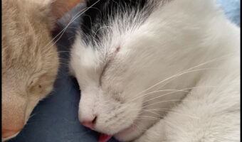 ぐっすり気持ちよさそうに寝ている猫。舌がぺろっとかわいく出たままだよ〜!【海外・動画】