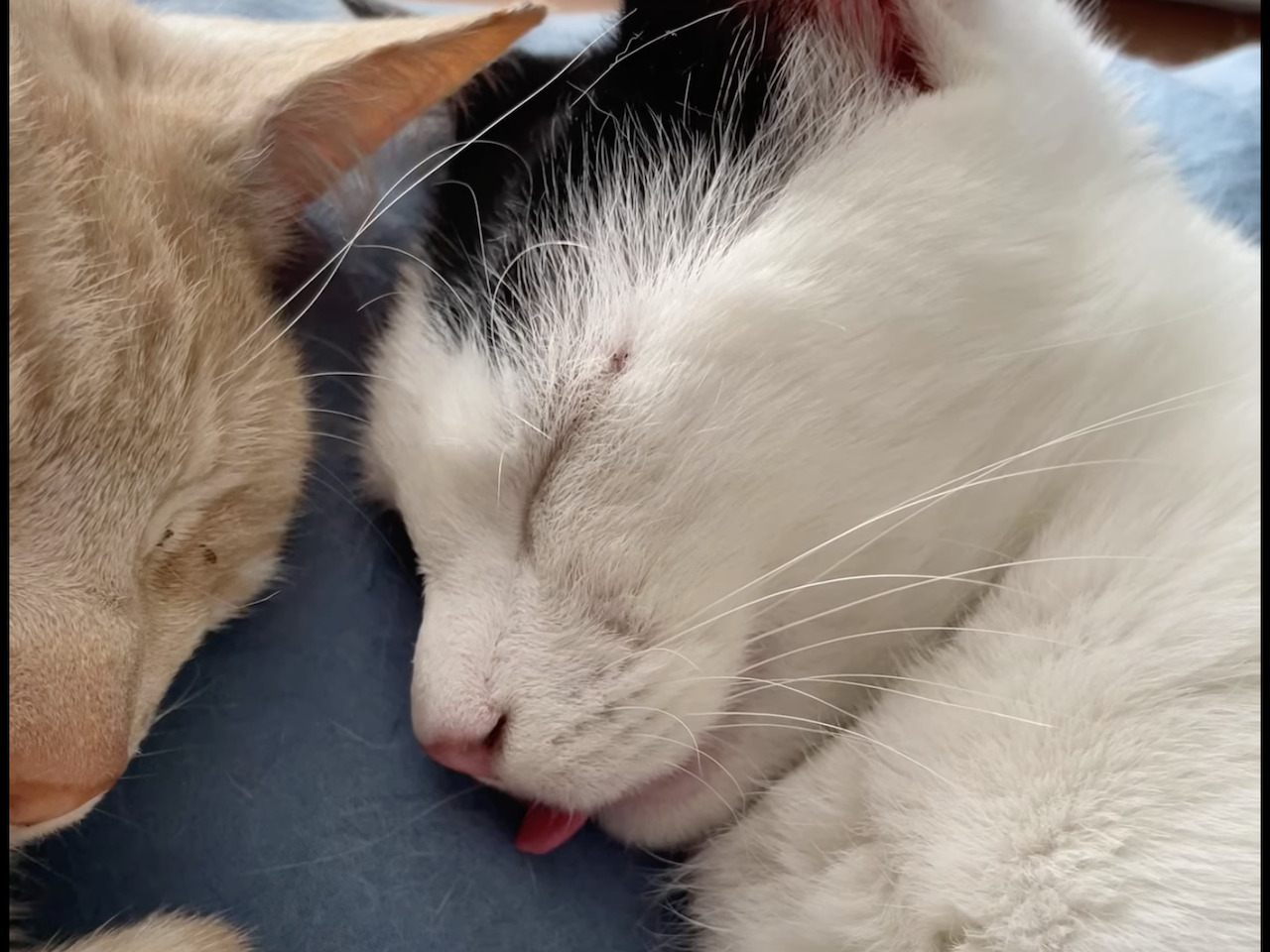 ぐっすり気持ちよさそうに寝ている猫。舌がぺろっとかわいく出たままだよ〜！【海外・動画】