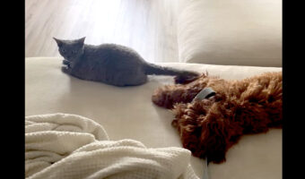 コッカプーは一緒に暮らす猫と遊びたい!だけど猫の方はそう思っていなかったようで、何度も叱られてしまう事態に・・