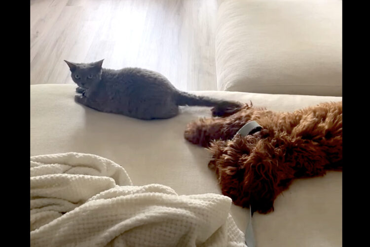 コッカプーは一緒に暮らす猫と遊びたい！だけど猫の方はそう思っていなかったようで、何度も叱られてしまう事態に・・