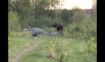 ヘラジカと遊びたい愛犬。一緒に遊ぼうと誘いかけているようですが、ヘラジカはこの願いに応えてくれるかな??