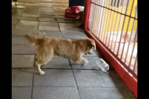 道端でペットボトルを見つけて大喜びの野良犬。嬉しすぎてピョンピョン飛び跳ねています！！