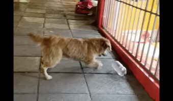 道端でペットボトルを見つけて大喜びの野良犬。嬉しすぎてピョンピョン飛び跳ねています!!