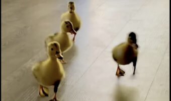 まだ生後5日だというアヒルのヒナたち。みんなトコトコ歩いてお家に入ってくる姿がかわいい!!【アメリカ・動画】