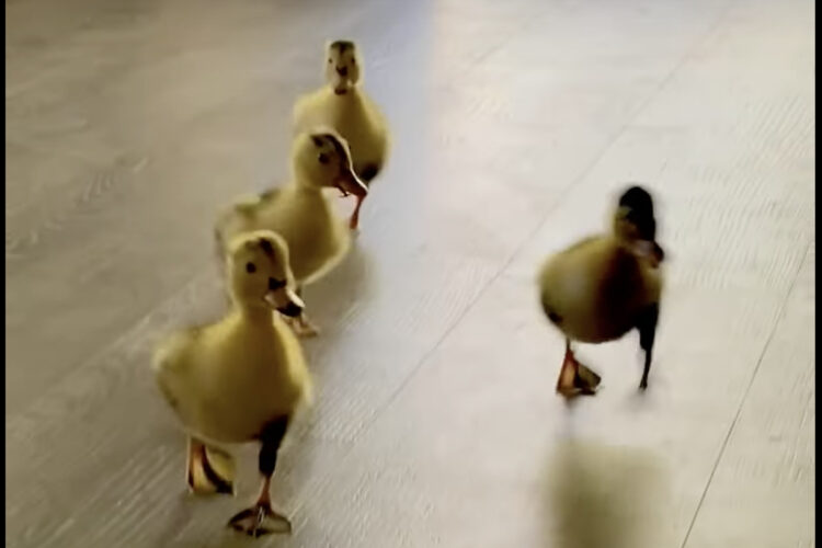 まだ生後5日だというアヒルのヒナたち。みんなトコトコ歩いてお家に入ってくる姿がかわいい！！【アメリカ・動画】