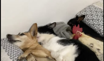 平和過ぎる光景にほっこり。みんなでベッドに横になっているのは、愛猫と2匹の愛犬そして・・ニワトリです!!!!