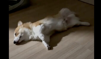 床に横になって寝ているコーギー。あんよがパタパタ動いていますが、草原を駆け回る夢でも見ているのでしょうか？