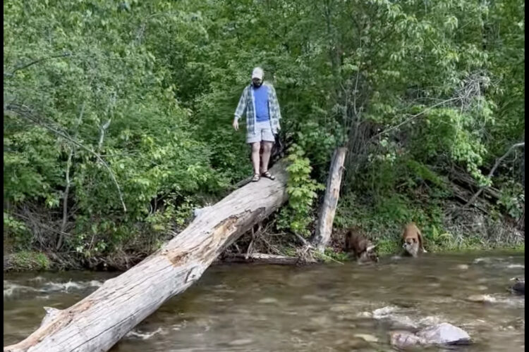 行動派と慎重派、川を渡る際に取った行動で愛犬たちの性格の違いがよく分かる！！