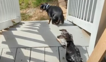 逆再生かと思ったら違った！なんと愛犬がバックしながら階段をのぼっているんです！！