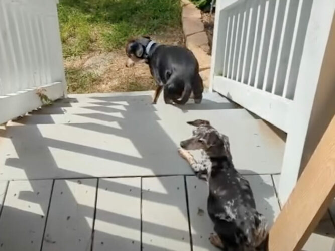 逆再生かと思ったら違った！なんと愛犬がバックしながら階段をのぼっているんです！！