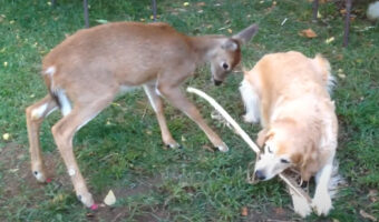 木の枝をくわえて遊ぶゴールデンレトリバー。友達のシカと仲良くシェアして楽しい時間を過ごしています