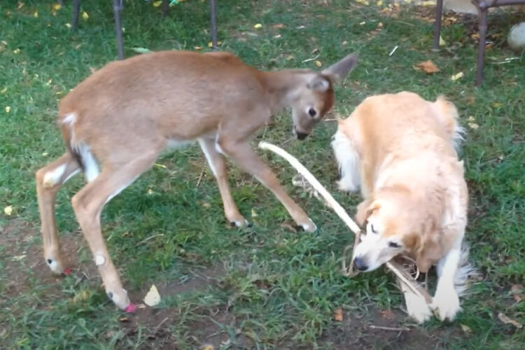 木の枝をくわえて遊ぶゴールデンレトリバー。友達のシカと仲良くシェアして楽しい時間を過ごしています