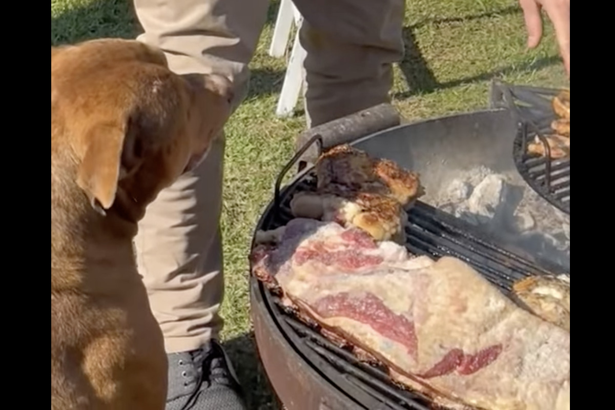 パパさんの言いつけ通りにBBQコンロを守る犬。お兄ちゃんたちが近付こうとすると・・【海外・動画】