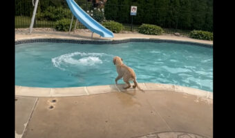 楽しい夏の始まり?愛犬にプールで水遊びを教えます!!【アメリカ・動画】
