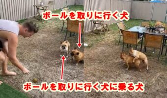 【変な癖】ボールを投げるとボールを取りに行く犬、もう1匹は背中に乗る!?謎の行動をとる子が面白い