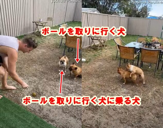【変な癖】ボールを投げるとボールを取りに行く犬、もう1匹は背中に乗る！？謎の行動をとる子が面白い