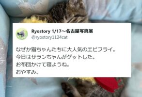 エビフライに抱きつく子猫がめちゃくちゃ可愛いと話題に！「子猫にとっては特大抱き枕になるんですね」