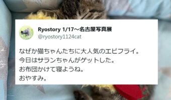 エビフライに抱きつく子猫がめちゃくちゃ可愛いと話題に!「子猫にとっては特大抱き枕になるんですね」