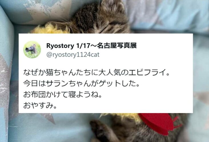 エビフライに抱きつく子猫がめちゃくちゃ可愛いと話題に！「子猫にとっては特大抱き枕になるんですね」