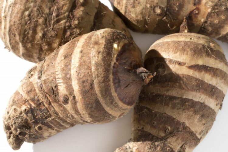 京野菜の「海老芋」、畑で採れるのになぜ「エビ」？その理由は海老芋の姿にあった！！