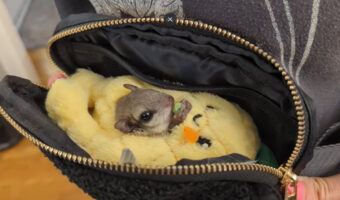 ムササビの赤ちゃんの特別なベッドルーム。保護されたこの子が暮らすのは特別なベッドの敷かれたハンドバッグの中!!