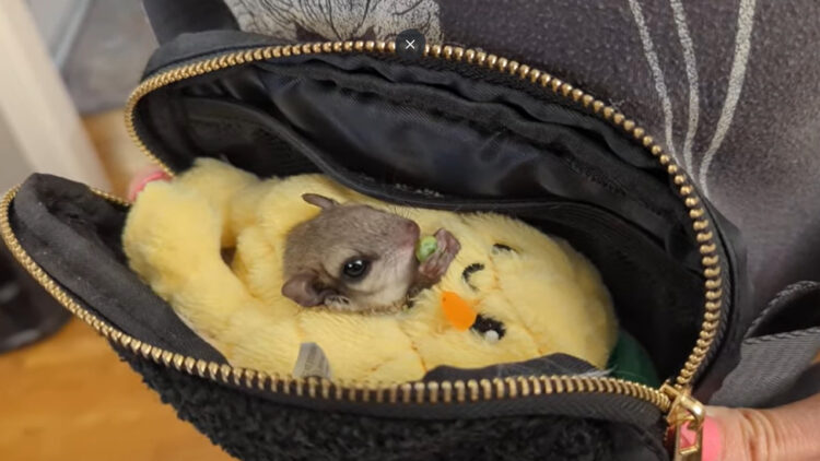 ムササビの赤ちゃんの特別なベッドルーム。保護されたこの子が暮らすのは特別なベッドの敷かれたハンドバッグの中！！