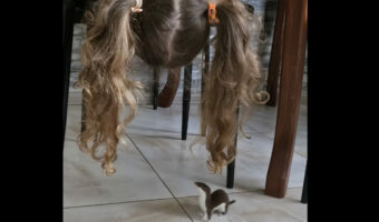 椅子の下を覗き込む女の子の視線の先には小さな動物が！ふたりは仲良く遊んでいたのです！