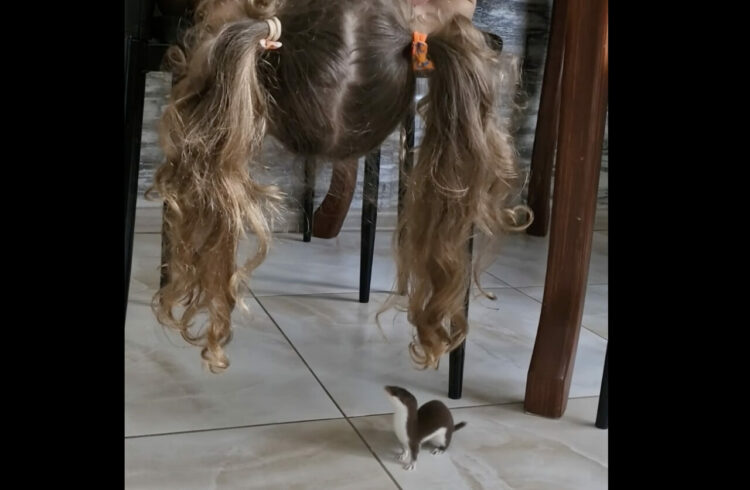 椅子の下を覗き込む女の子の視線の先には小さな動物が！ふたりは仲良く遊んでいたのです！