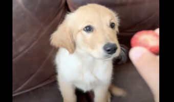 イチゴを頬張るゴールデンレトリバーの子犬。味わうようにちょっとずつモグモグする姿がかわいすぎ!!【アメリカ・動画】