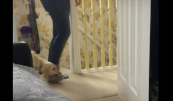 ゴールデンレトリバーの子犬がパパさんにべったり!!ひっついて離れないのは、『あるもの』が狙いだったから!?