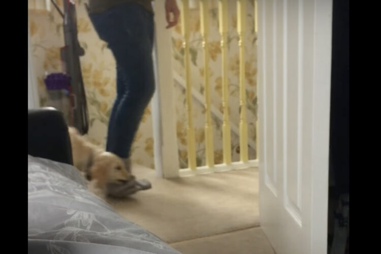 ゴールデンレトリバーの子犬がパパさんにべったり！！ひっついて離れないのは、『あるもの』が狙いだったから！？