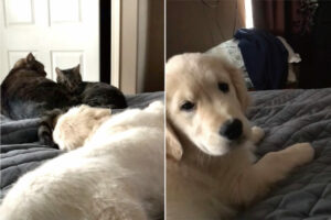 ゴールデンレトリバーの子犬はかまってほしい！一緒に暮らす猫たちは尻尾だけで対応しますが・・それで十分楽しいみたい！