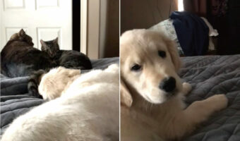 ゴールデンレトリバーの子犬はかまってほしい！一緒に暮らす猫たちは尻尾だけで対応しますが・・それで十分楽しいみたい！