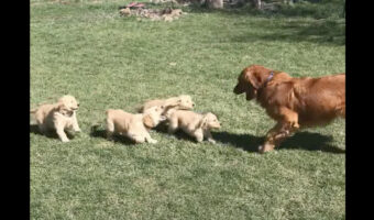 パパを追いかけるゴールデンレトリバーの子犬たち。跳ねるように走る姿が愛らしい！！【アメリカ・動画】