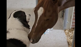 厩舎にいる馬は甘えん坊?眼の前にいる犬に「あること」をせがんでいたみたい!!【海外・動画】